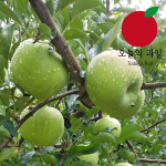 [오늘의 과일] [정품] 초록사과 썸머킹 3kg(소과/17~21과)